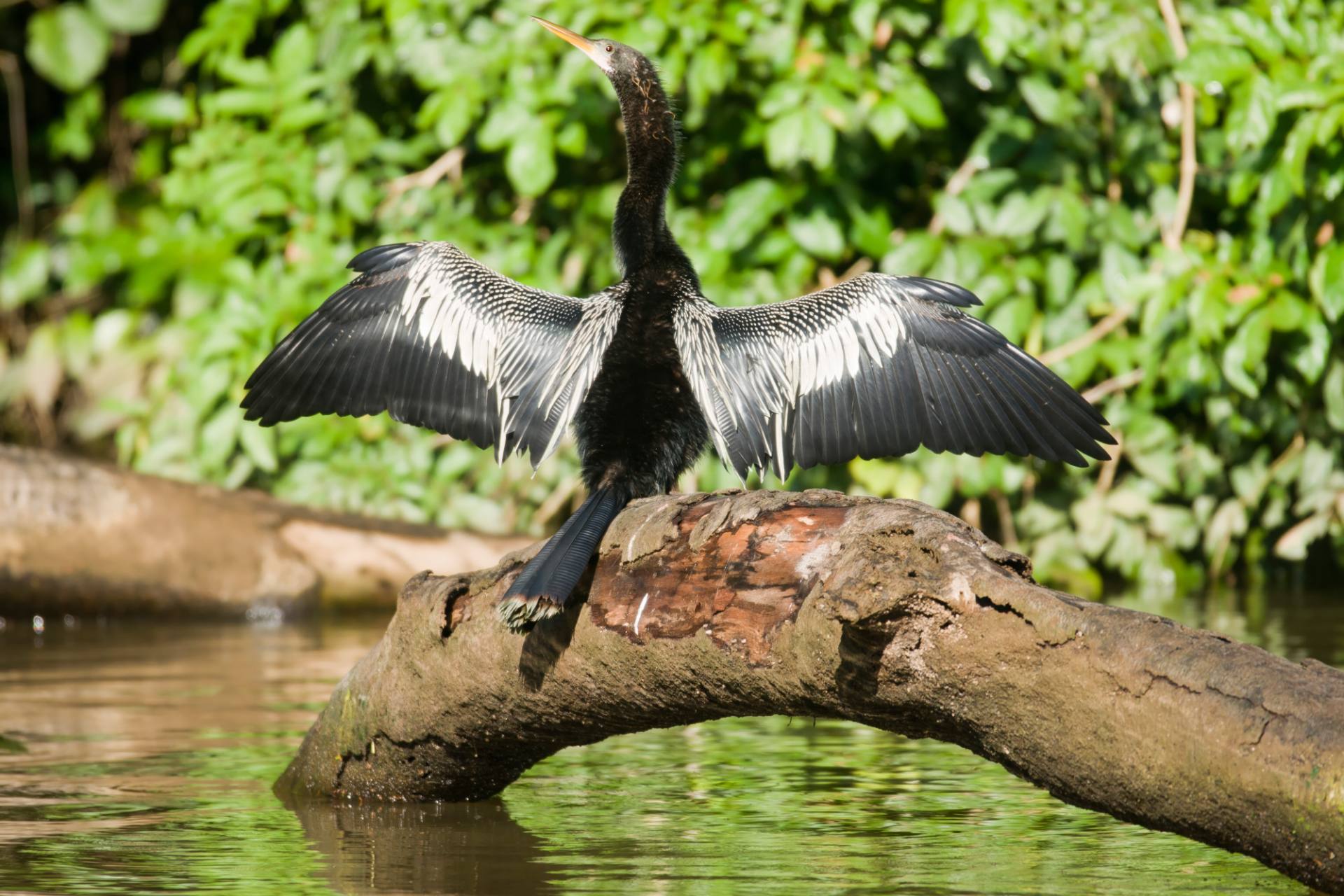 Amerikanische Schlangenhalsvogel (Anhinga anhinga)